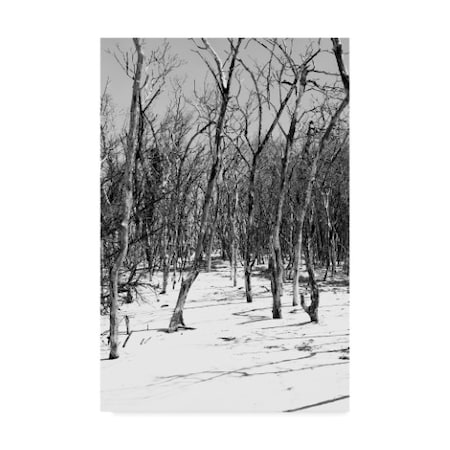 Philippe Hugonnard 'Desert Of White Trees III' Canvas Art,12x19